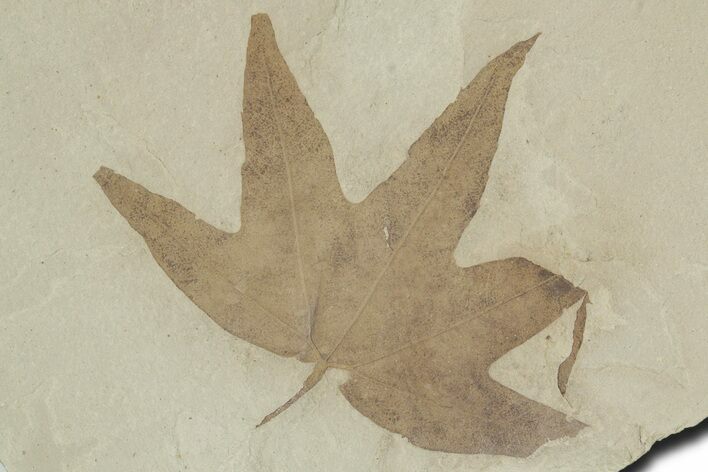 Fossil Sycamore (Macginitiea) Leaf - Green River Formation, Utah #356066
